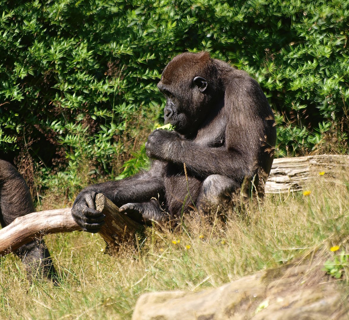 Western lowland gorilla (Gorilla gorilla gorilla), 2015-08-01