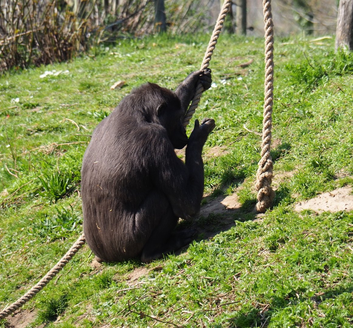 Western lowland gorilla (Gorilla gorilla gorilla), 2019-03-30