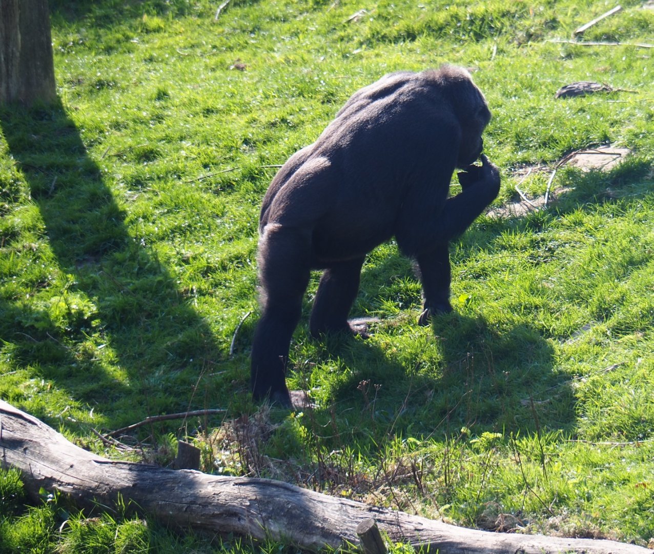 Western lowland gorilla (Gorilla gorilla gorilla), 2019-03-30