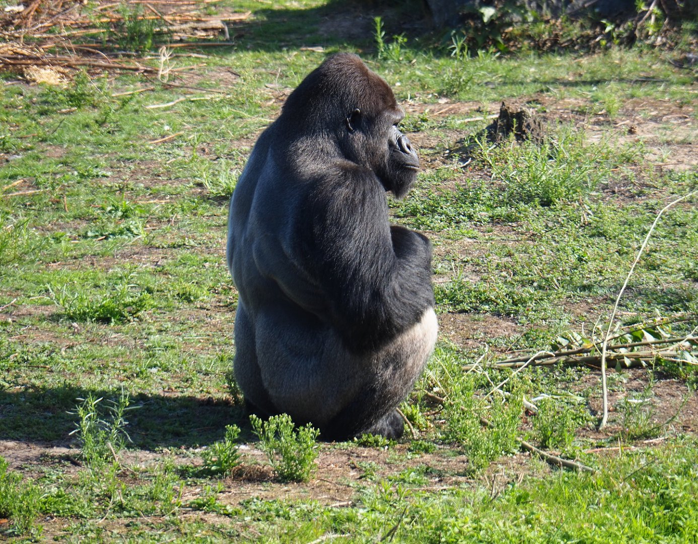 Western lowland gorilla (Gorilla gorilla gorilla), 2019-09-15