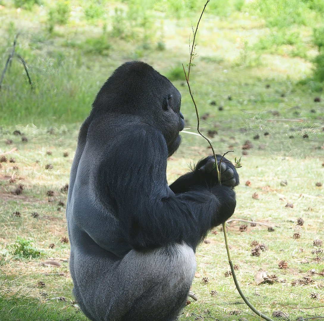 Western lowland gorilla (Gorilla gorilla gorilla), 2022-06-12
