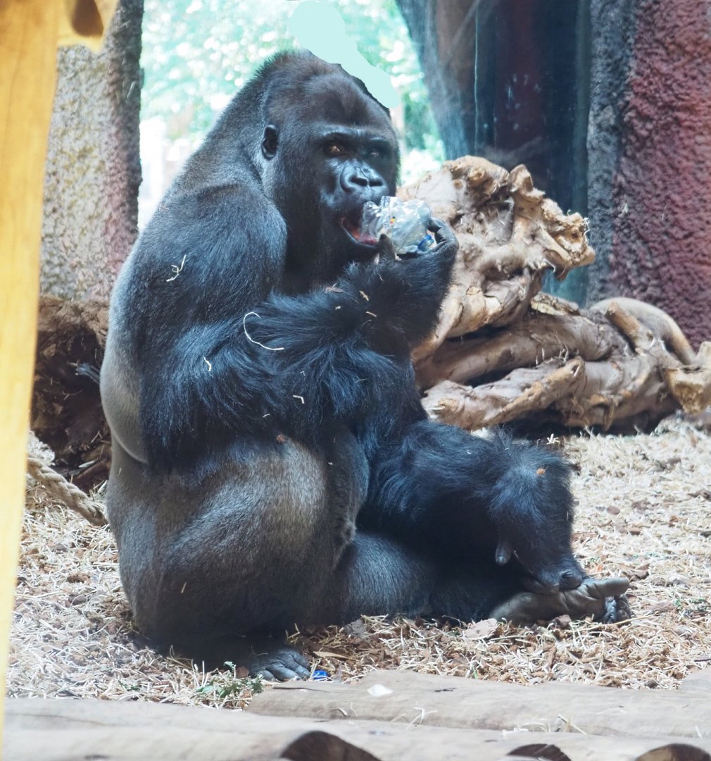 Western lowland gorilla (Gorilla gorilla gorilla), 2022-06-28