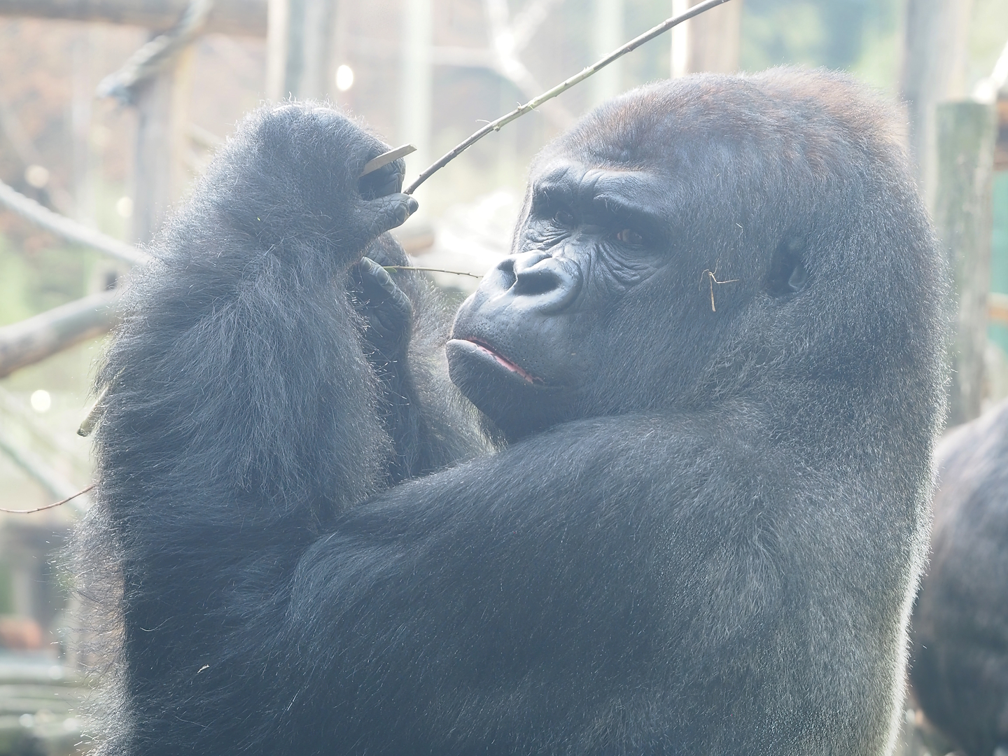 Western lowland gorilla (Gorilla gorilla gorilla), 2022-09-04