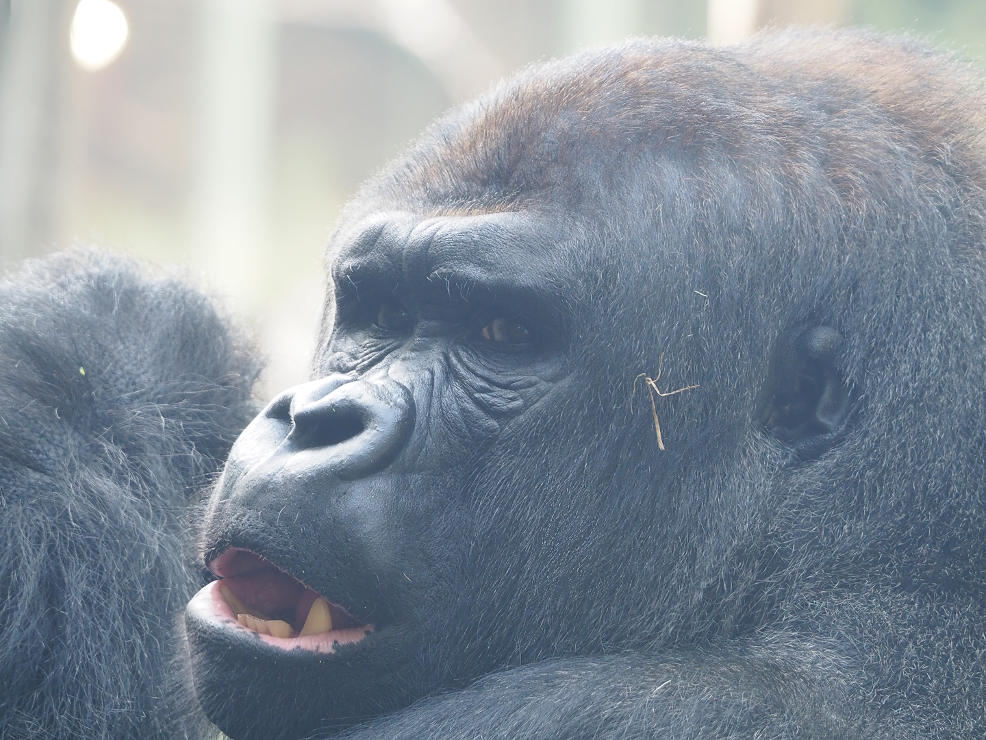 Western lowland gorilla (Gorilla gorilla gorilla), 2022-09-04