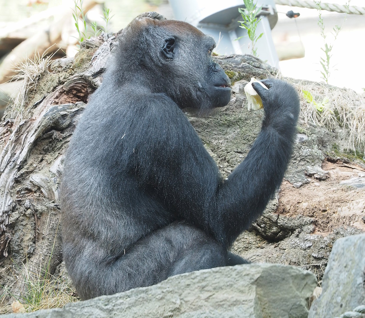 Western lowland gorilla (Gorilla gorilla gorilla), 2022-09-04
