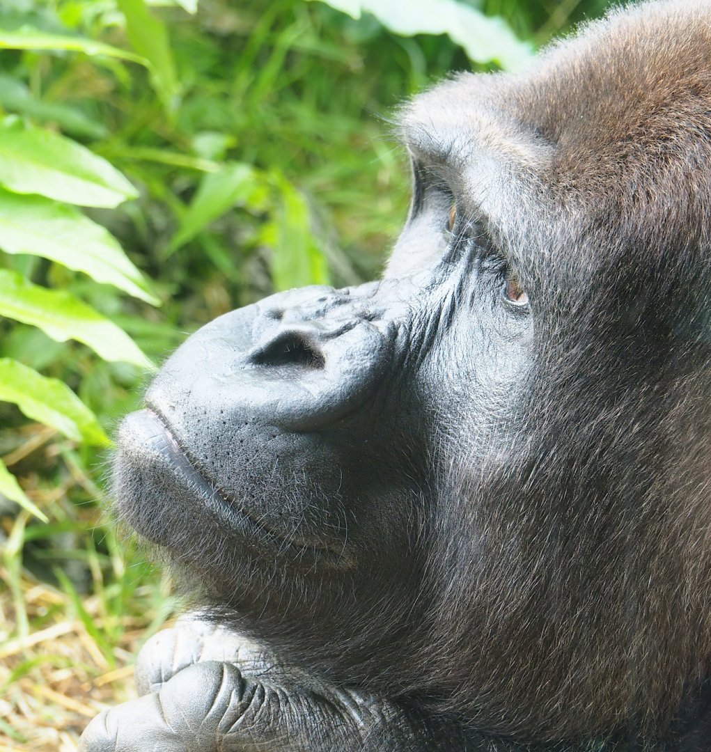 Western lowland gorilla (Gorilla gorilla gorilla), 2023-07-18