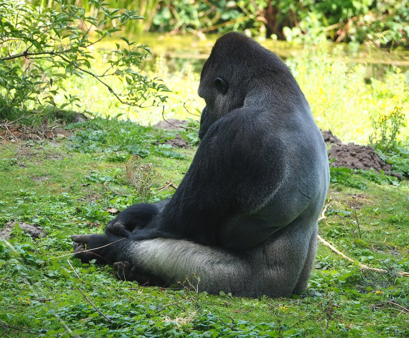 Western lowland gorilla (Gorilla gorilla gorilla), 2023-08-15