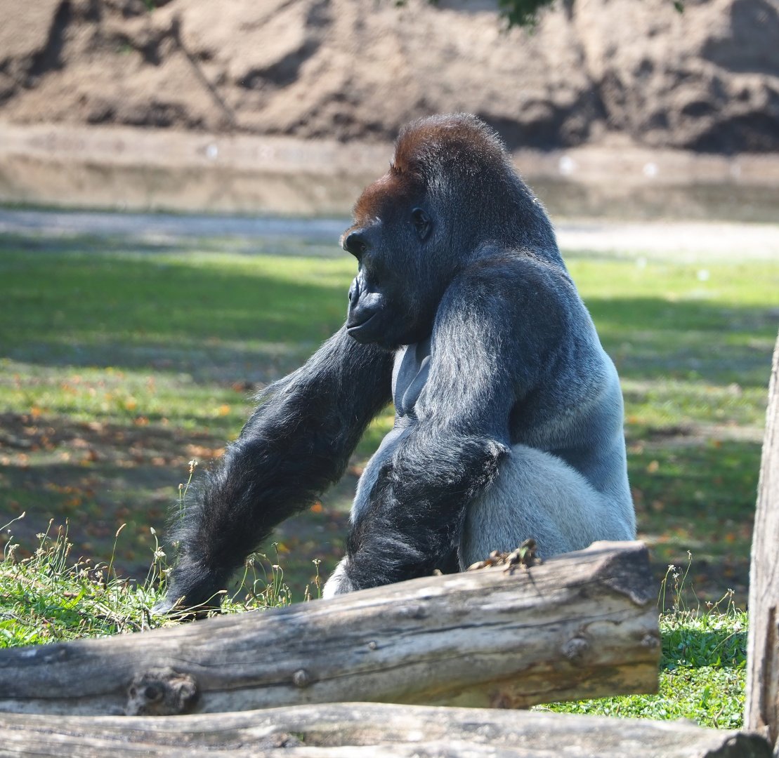 Western lowland gorilla (Gorilla gorilla gorilla), 2023-08-15