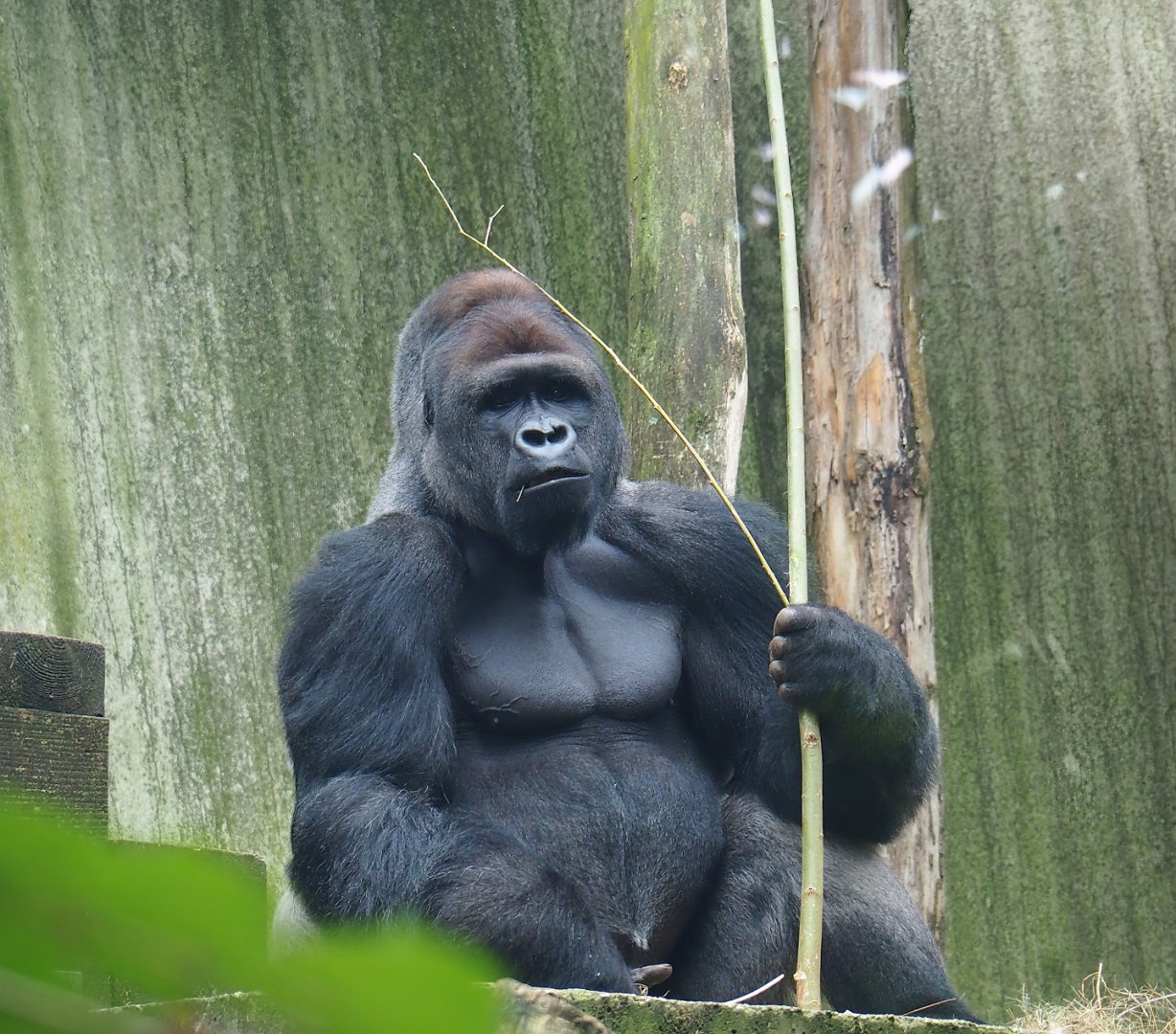 Western lowland gorilla (Gorilla gorilla gorilla), 2023-08-17