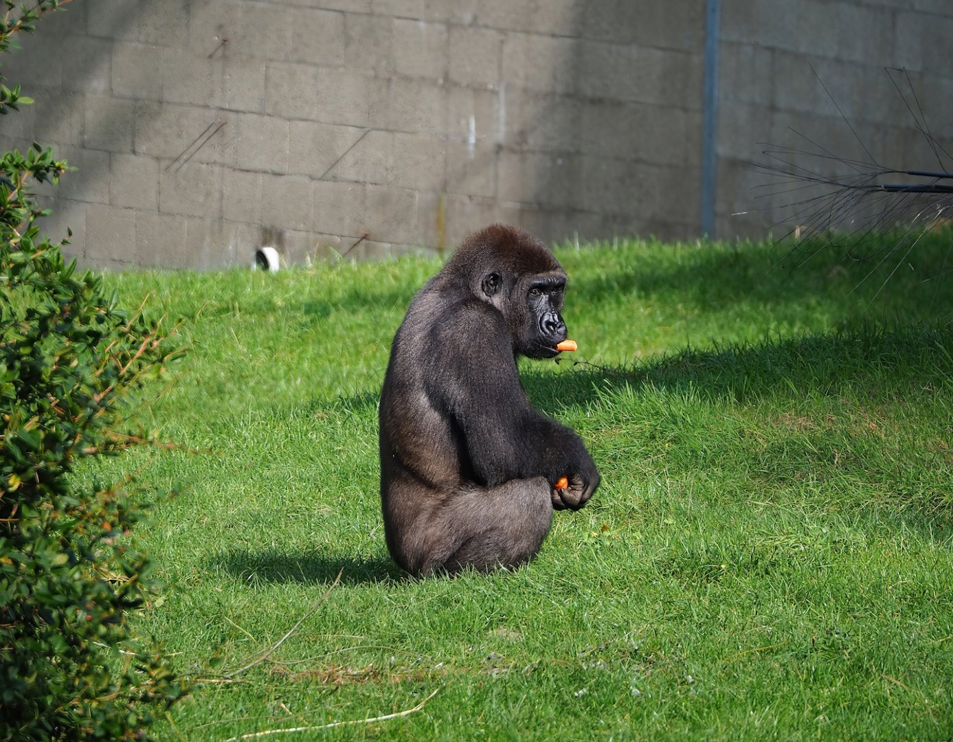 Western lowland gorilla (Gorilla gorilla gorilla), 2023-10-07