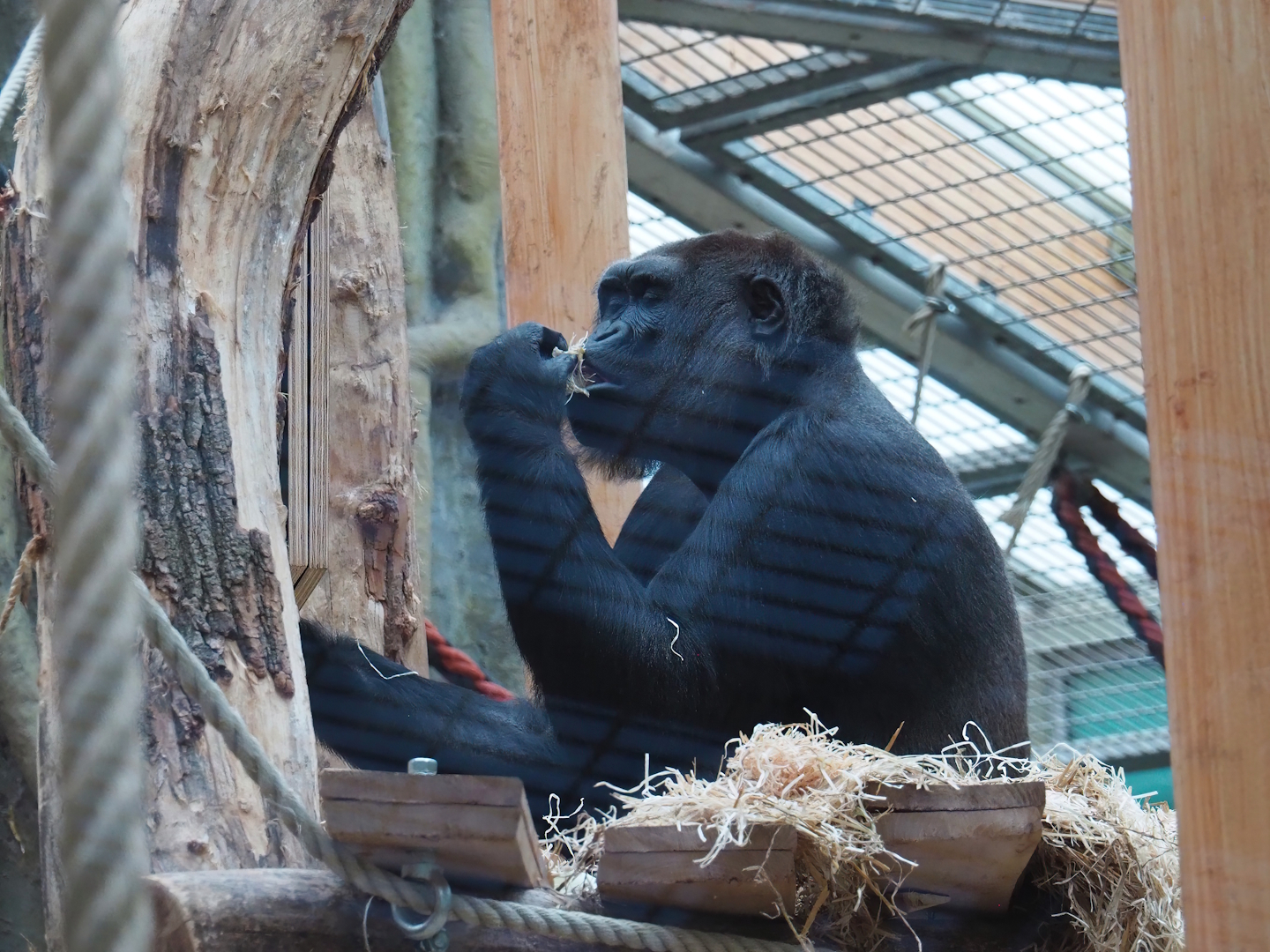 Western lowland gorilla (Gorilla gorilla gorilla), 2024-02-17