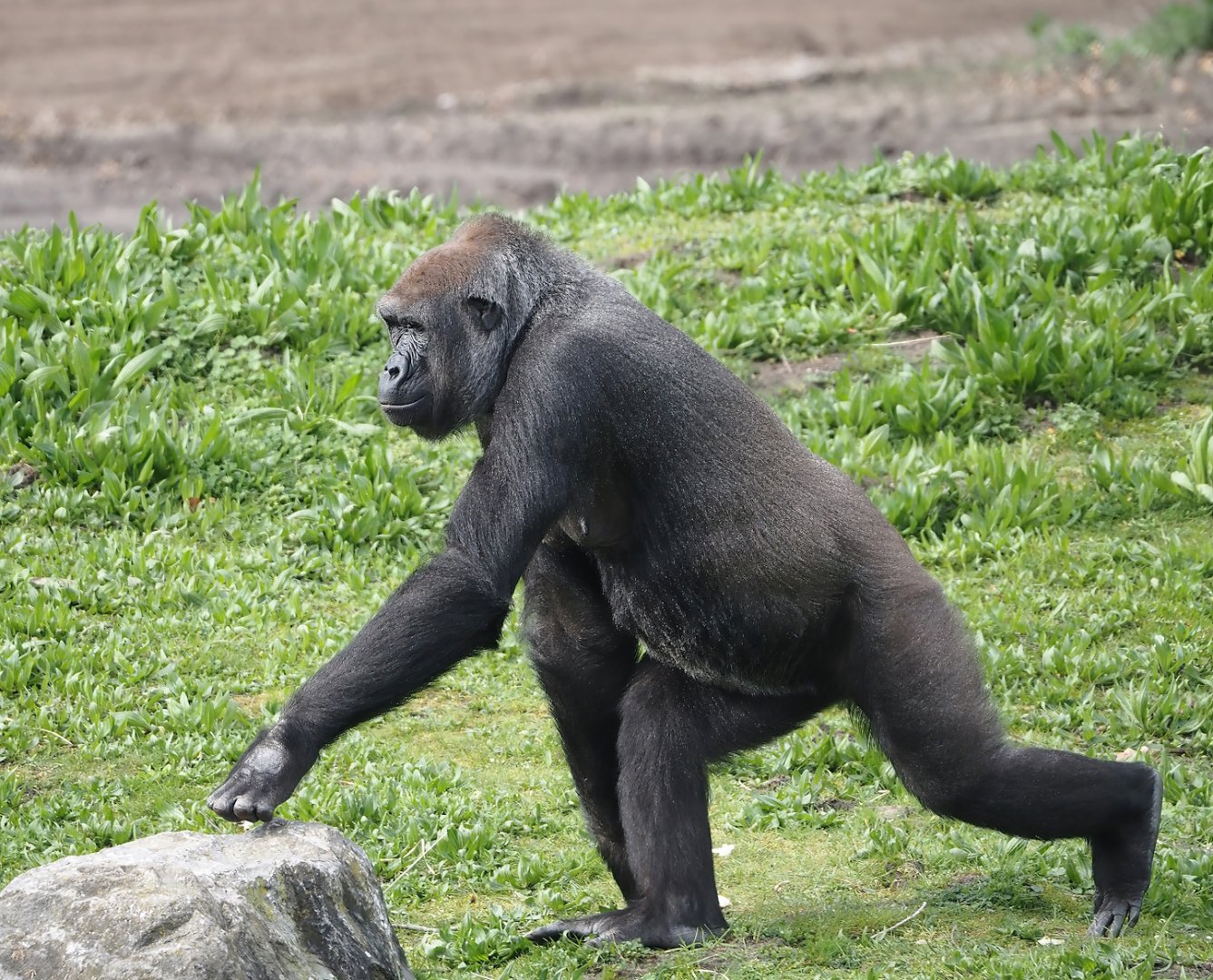 Western lowland gorilla (Gorilla gorilla gorilla), 2024-04-06