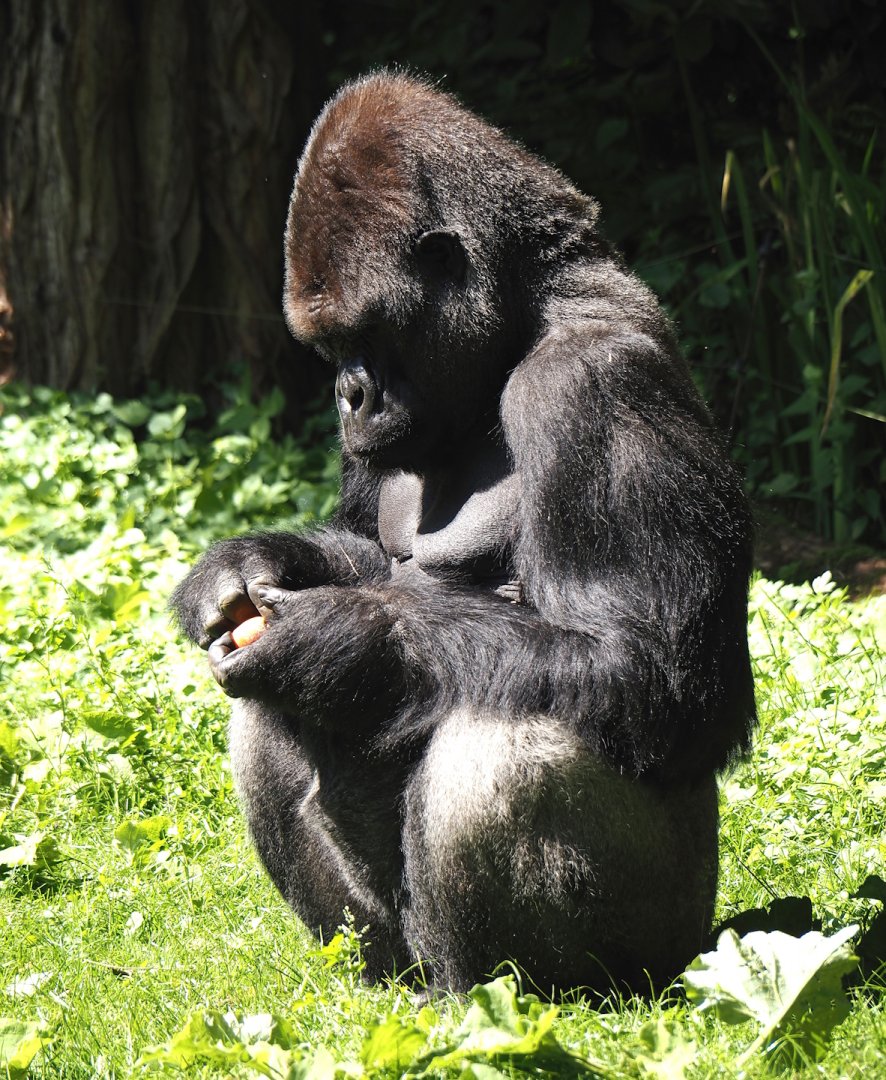 Western lowland gorilla (Gorilla gorilla gorilla), 2024-06-08