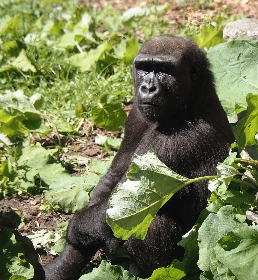 Western lowland gorilla (Gorilla gorilla gorilla), 2024-06-08