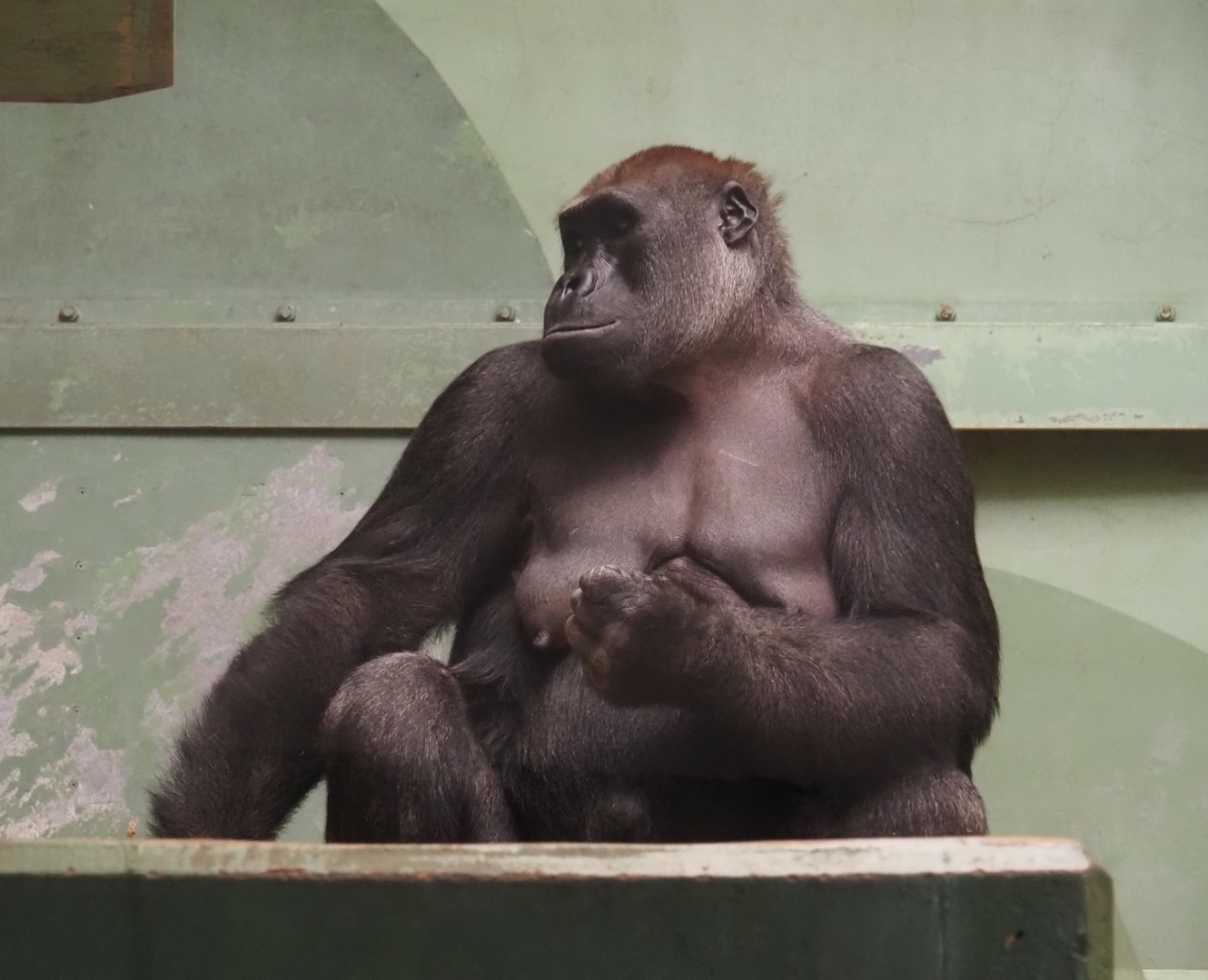 Western lowland gorilla (Gorilla gorilla gorilla), 2024-06-30