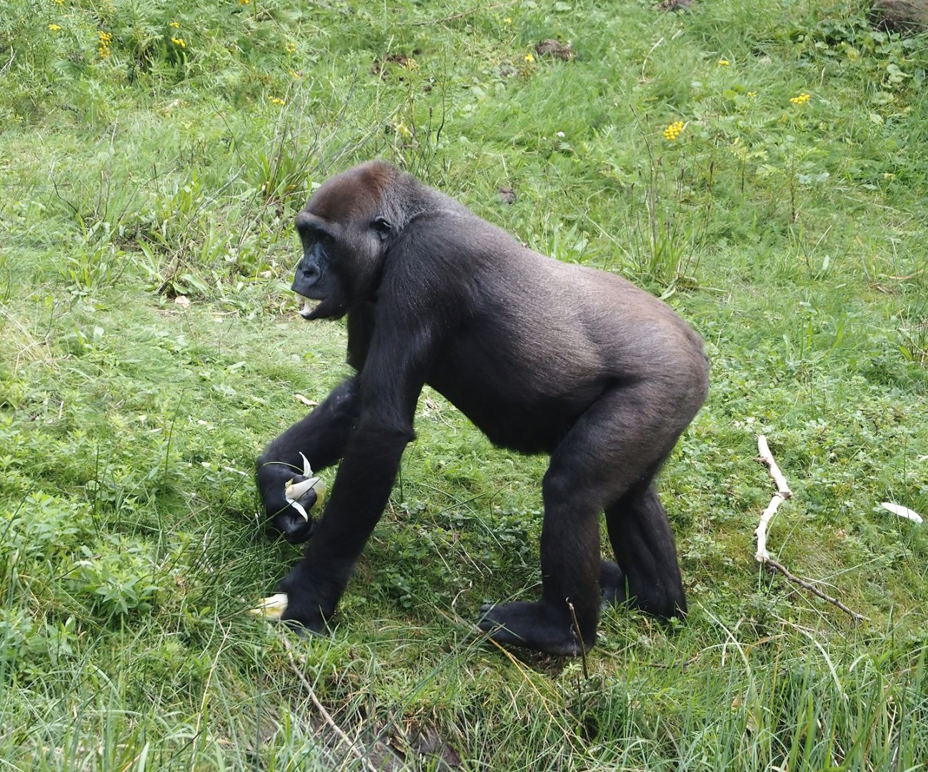 Western lowland gorilla (Gorilla gorilla gorilla), 2024-08-18