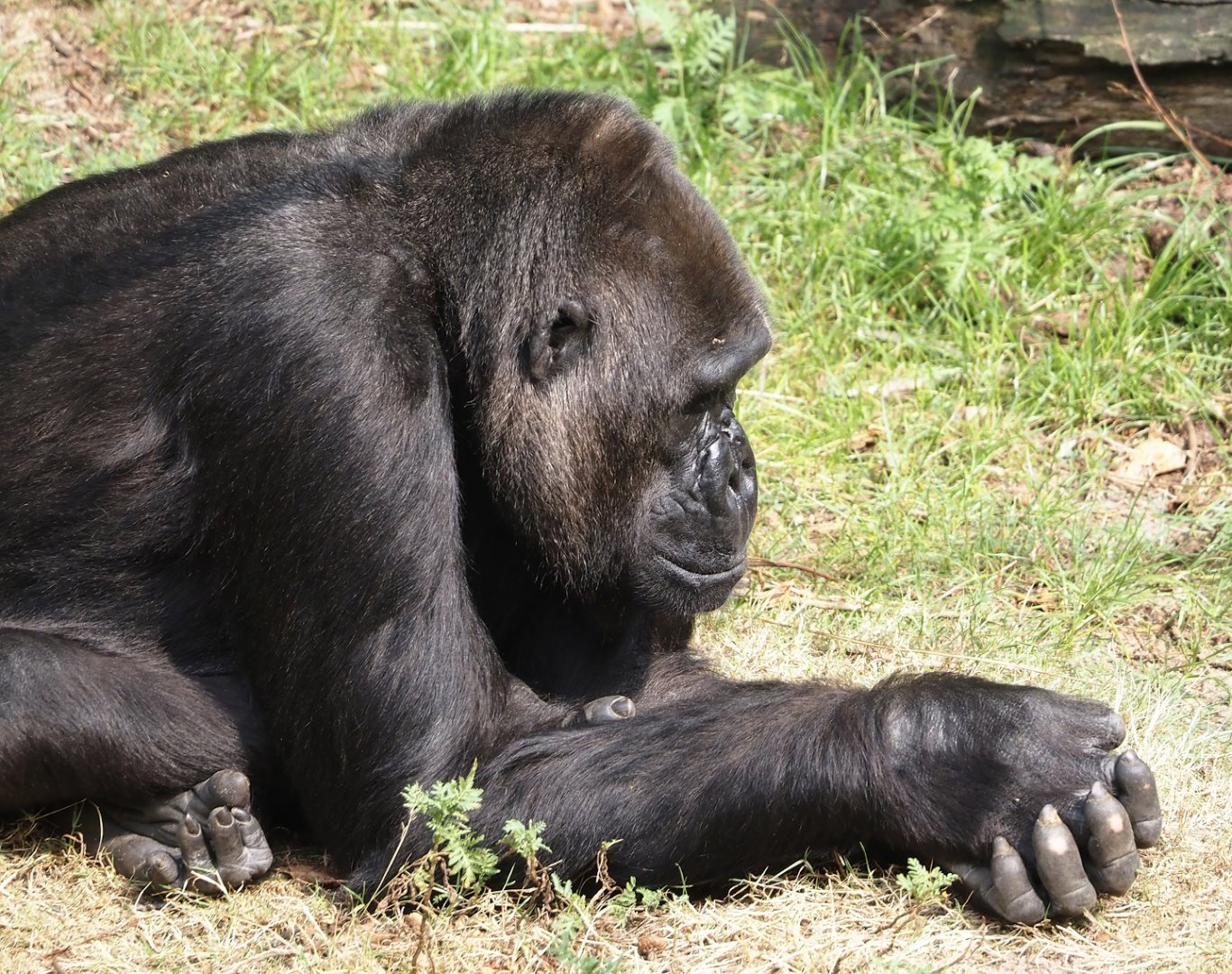 Western lowland gorilla (Gorilla gorilla gorilla), 2024-08-18