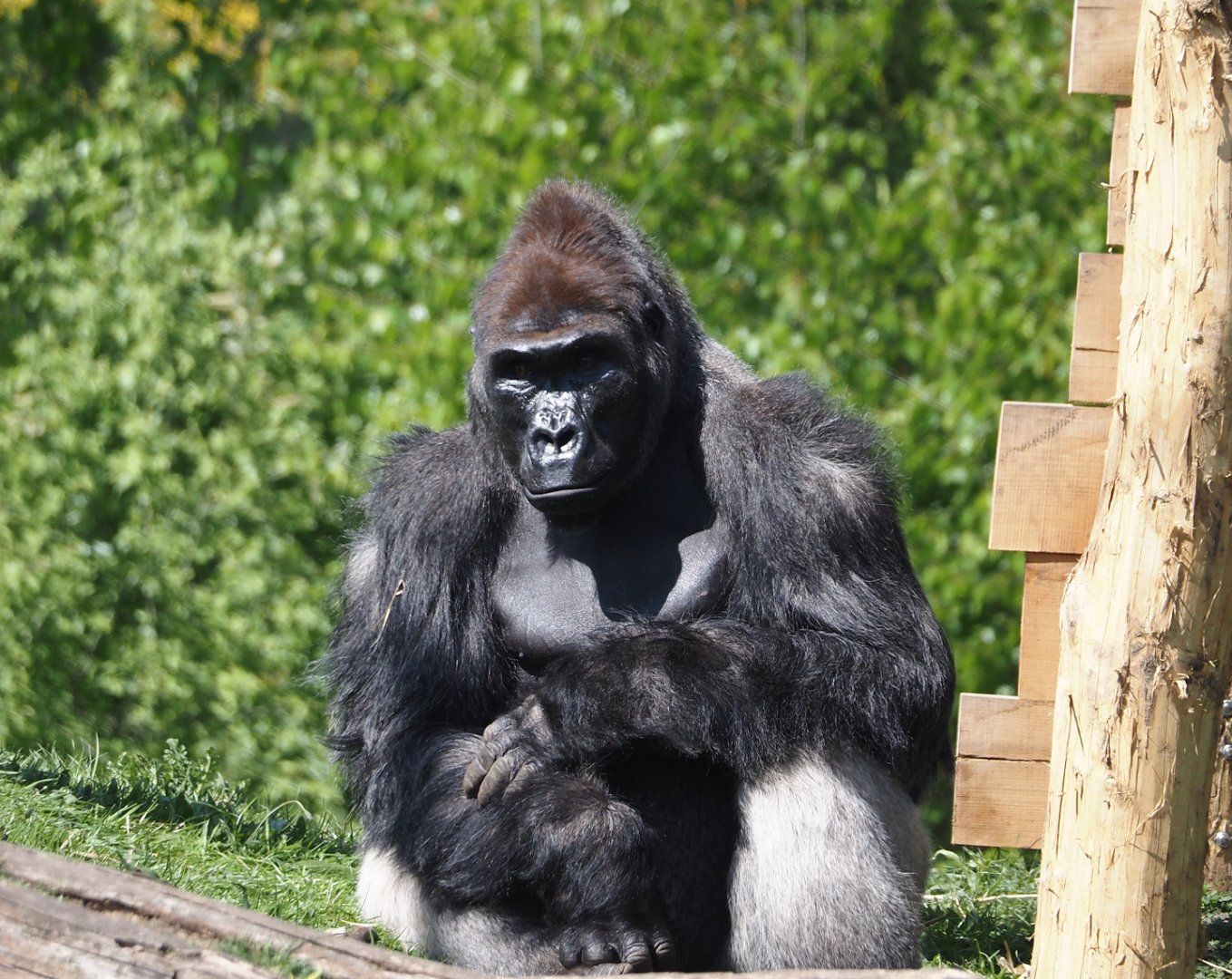Western lowland gorilla (Gorilla gorilla gorilla), 2025-04-30