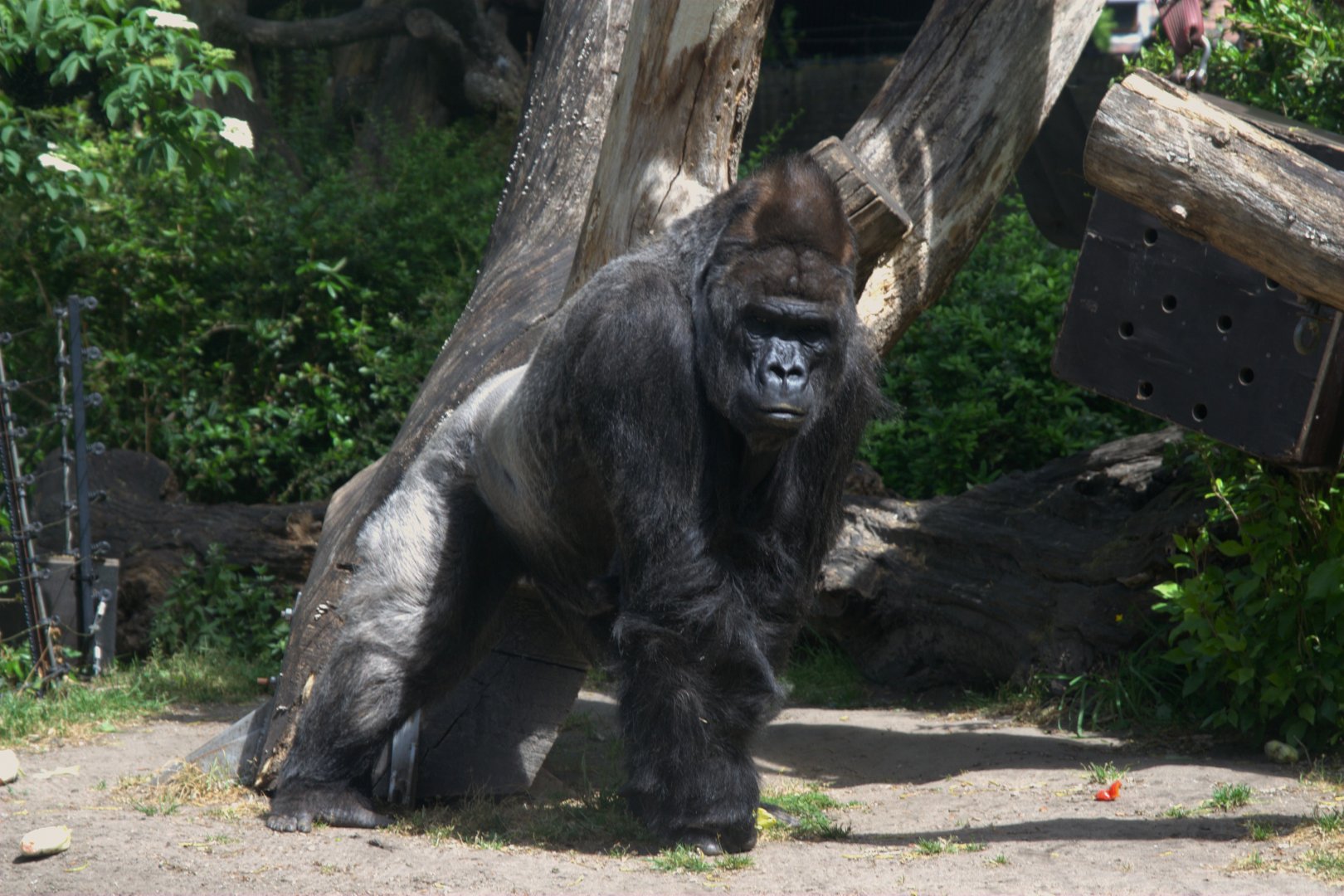 Western Lowland Gorilla (Gorilla gorilla gorilla), 27-05-25