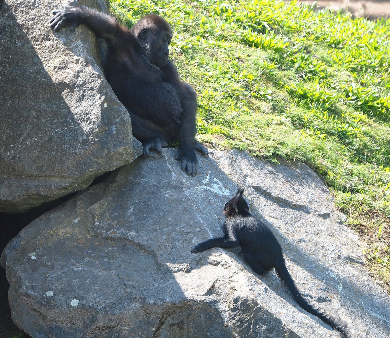 Western lowland gorilla (Gorilla gorilla gorilla) and Black crested mangabey (Lophocebus aterrimus), 2023-08-15
