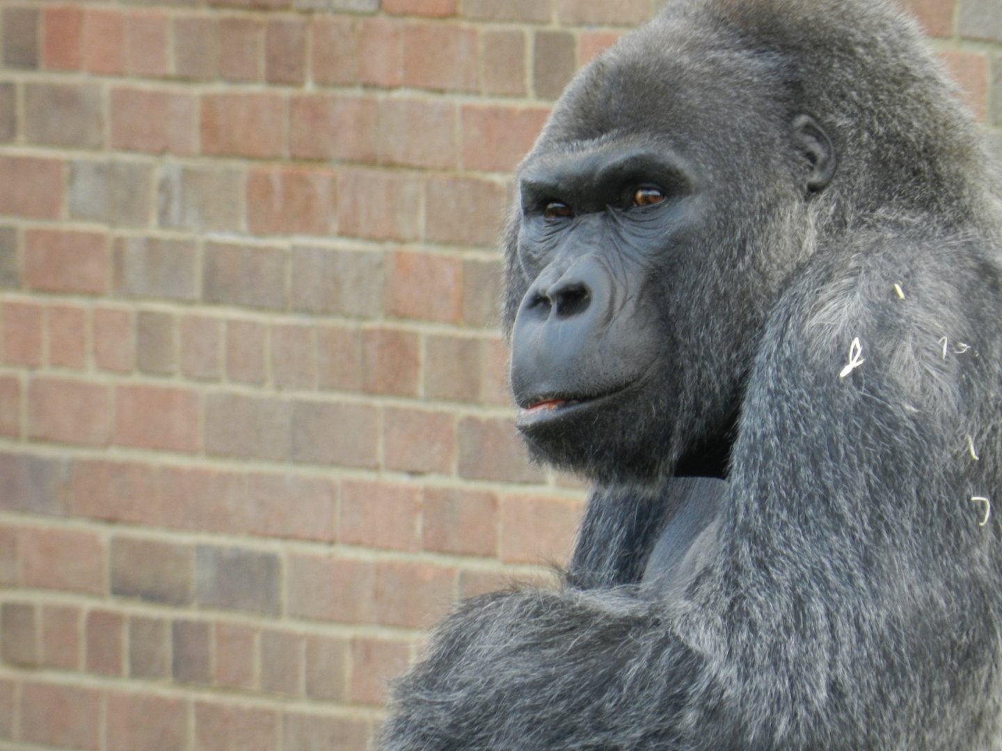 Western Lowland Gorilla (Gorilla gorilla gorilla) at Bristol Zoo, England