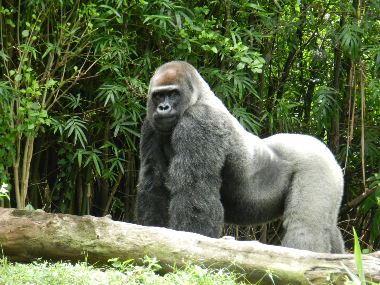 Western Lowland Gorilla (Gorilla gorilla gorilla) at Disney's Animal Kingdom Park