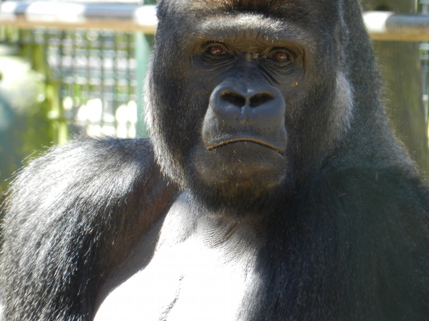 Western Lowland Gorilla (Gorilla gorilla gorilla) at Howletts Wild Animal Park, England