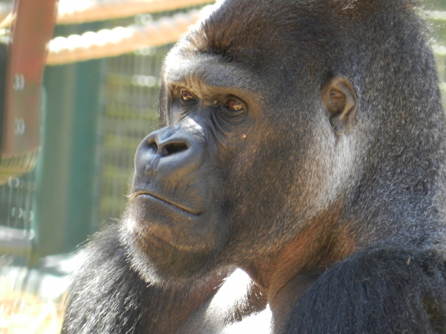 Western Lowland Gorilla (Gorilla gorilla gorilla) at Howletts Wild Animal Park, England