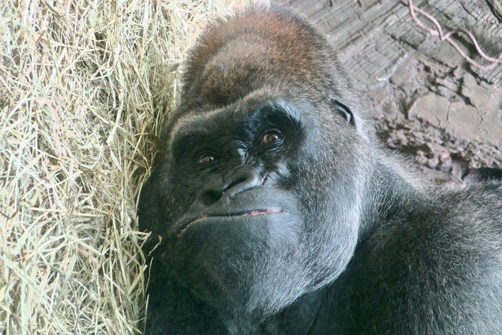 Western Lowland Gorilla (Gorilla gorilla gorilla) "Babatunde"