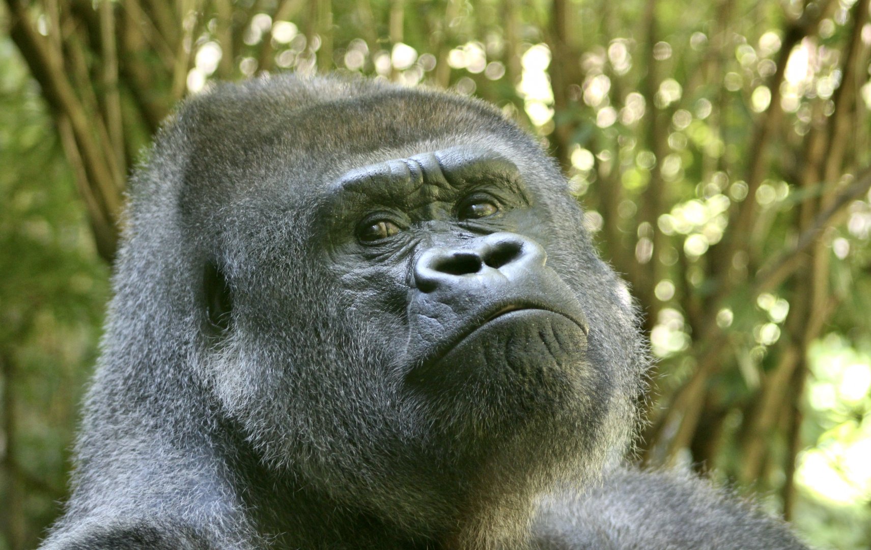 Western Lowland Gorilla (Gorilla gorilla gorilla) - "Babatunde"