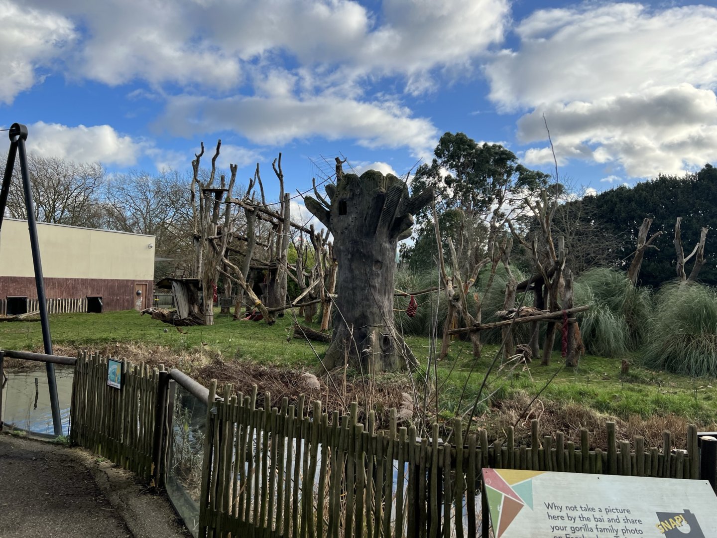 Western Lowland Gorilla (Gorilla gorilla gorilla) Enclosure