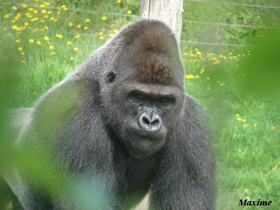 Western Lowland Gorilla (Gorilla gorilla gorilla) - La Boissière du Doré