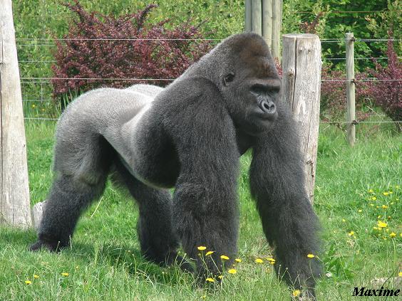 Western Lowland Gorilla (Gorilla gorilla gorilla) - La Boissière du Doré