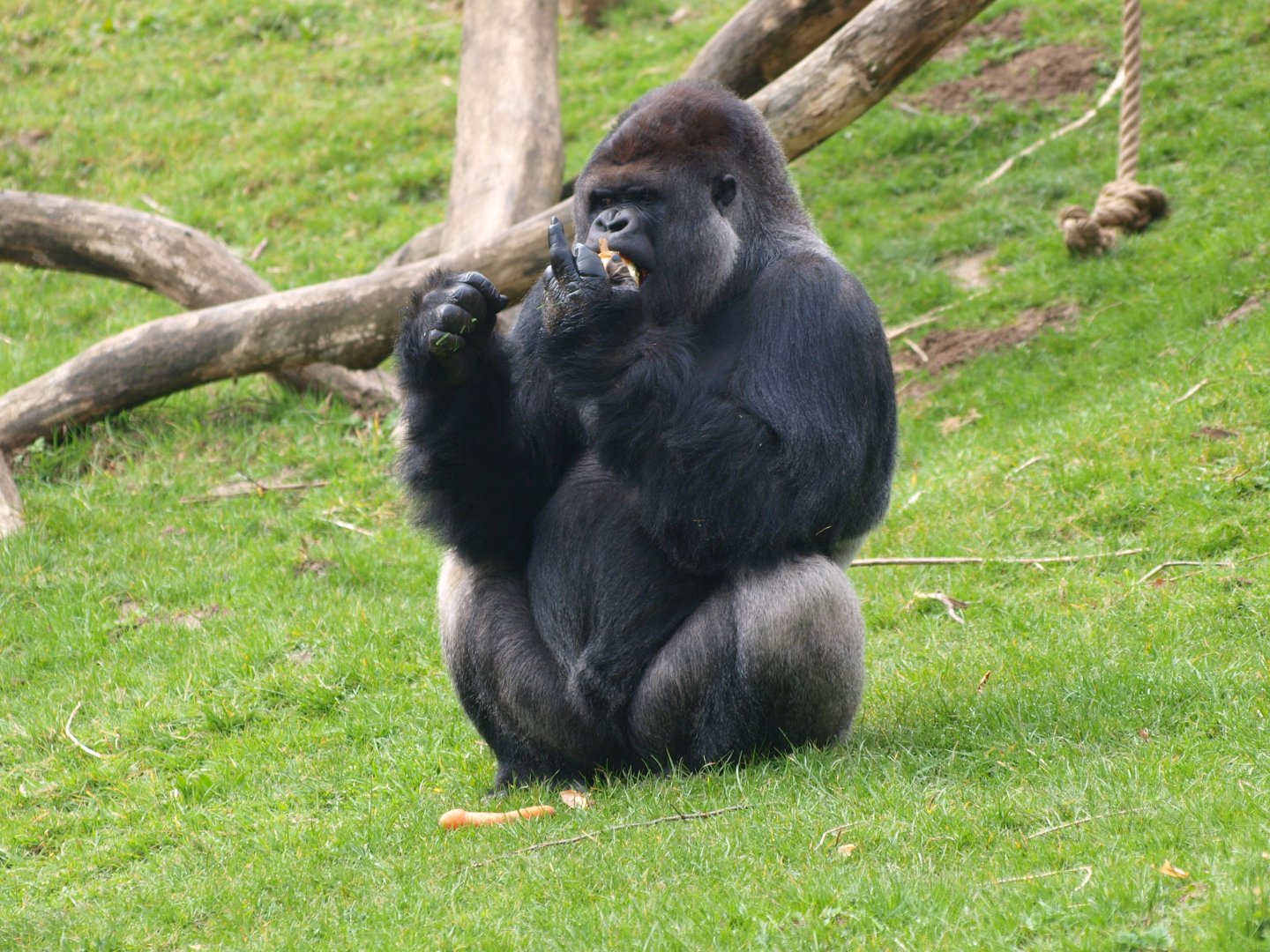 Western lowland gorilla (Gorilla gorilla gorilla) Makula