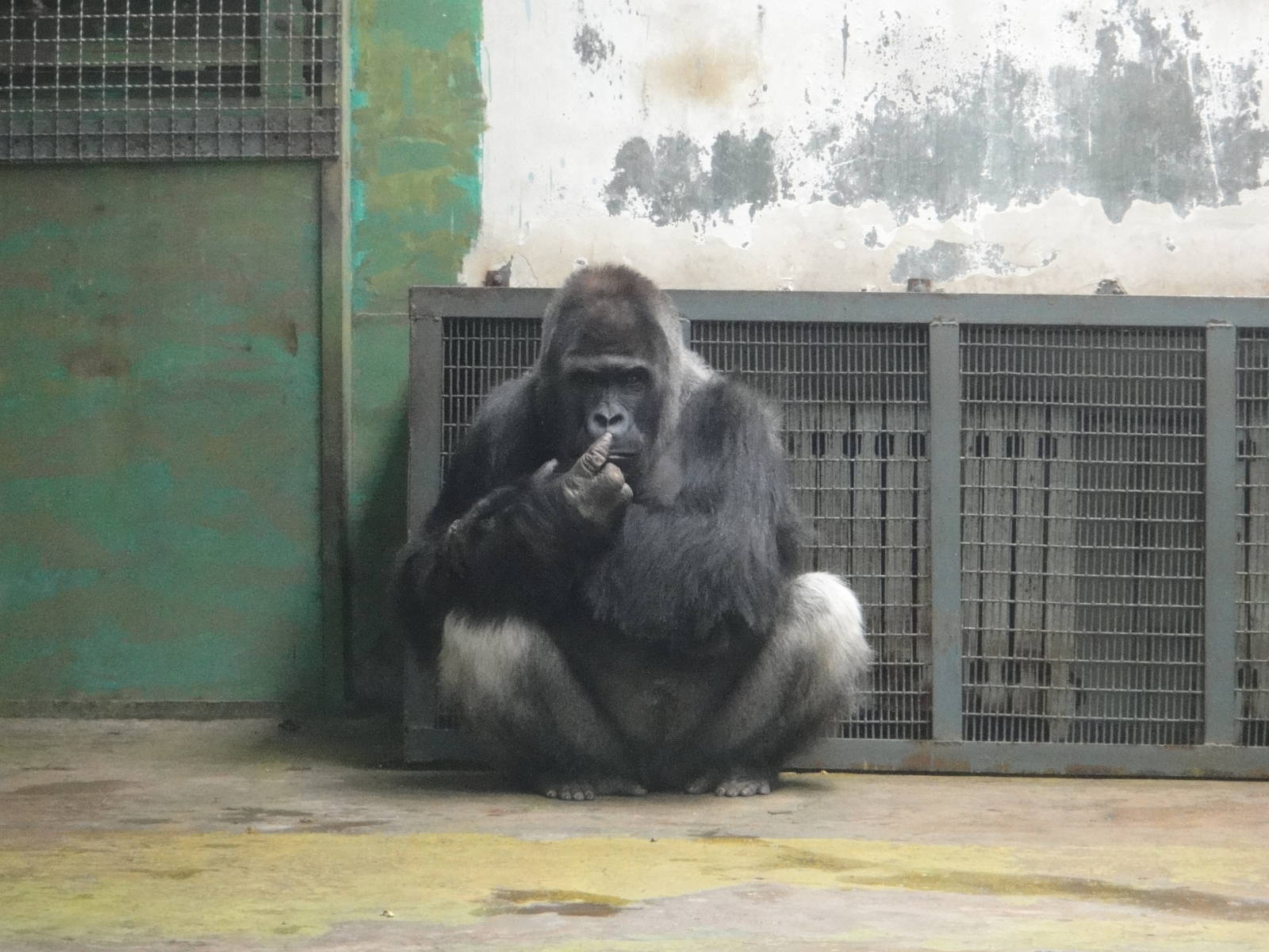 Western lowland gorilla (Gorilla gorilla gorilla) male
