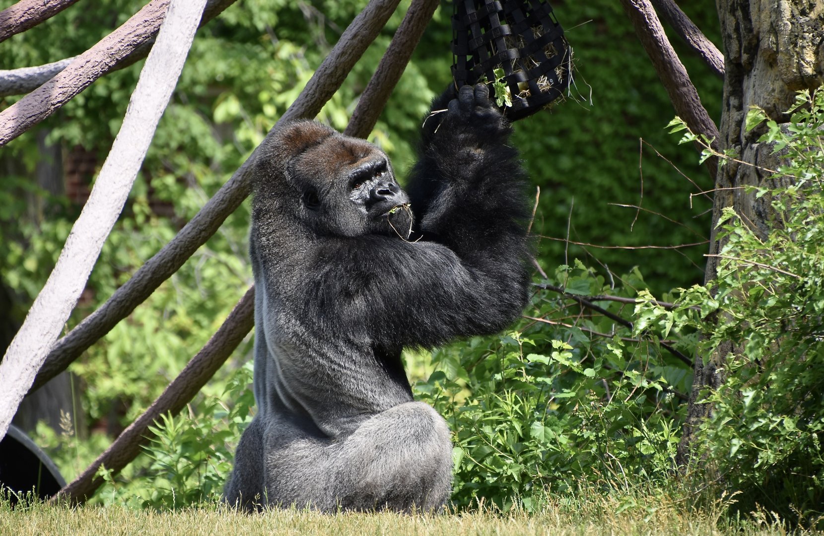 Western Lowland Gorilla (Gorilla gorilla gorilla) male