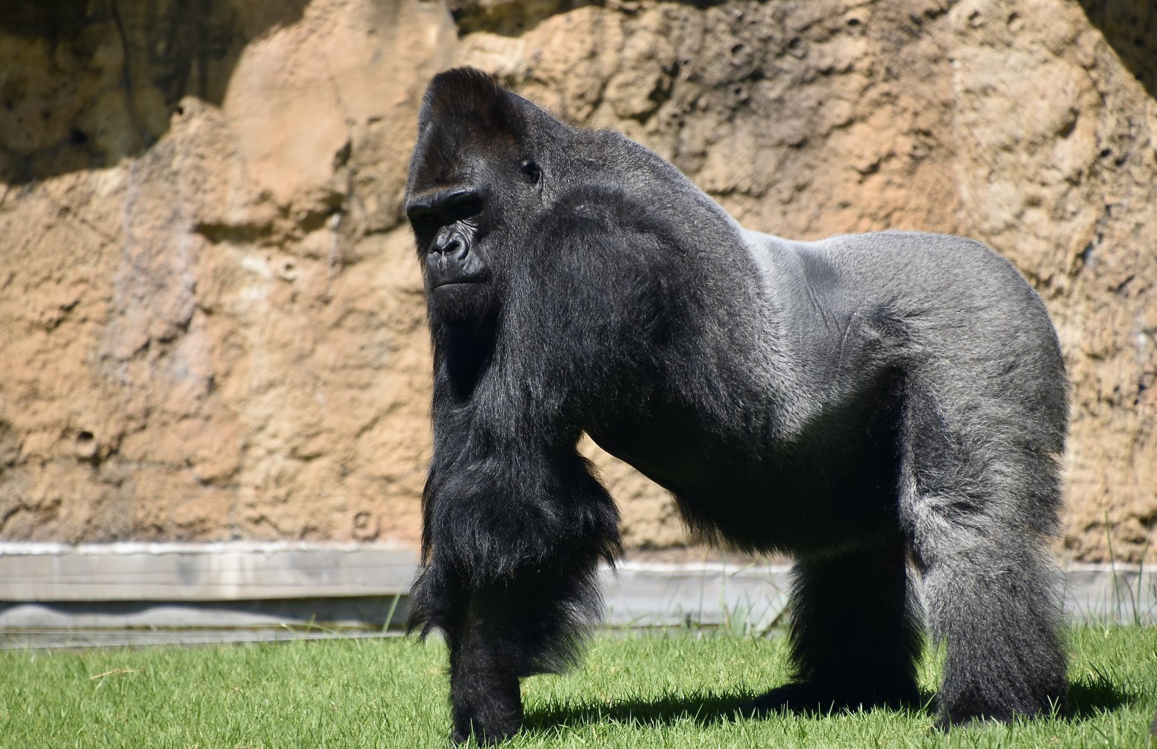 Western Lowland Gorilla (Gorilla gorilla gorilla) male