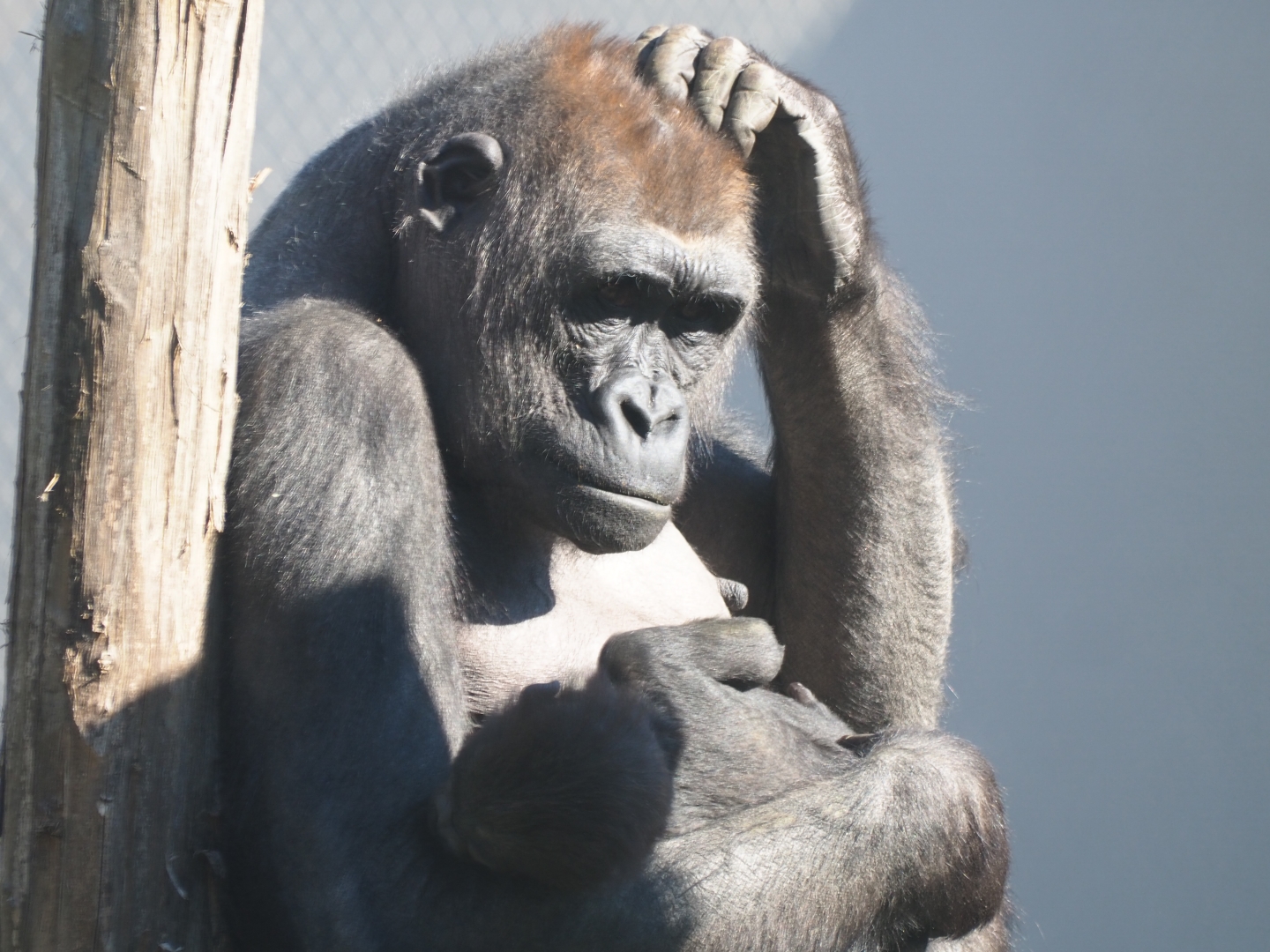 Western lowland gorilla (Gorilla gorilla gorilla) Mayani with baby Thandie (Feb 27th, 2019)
