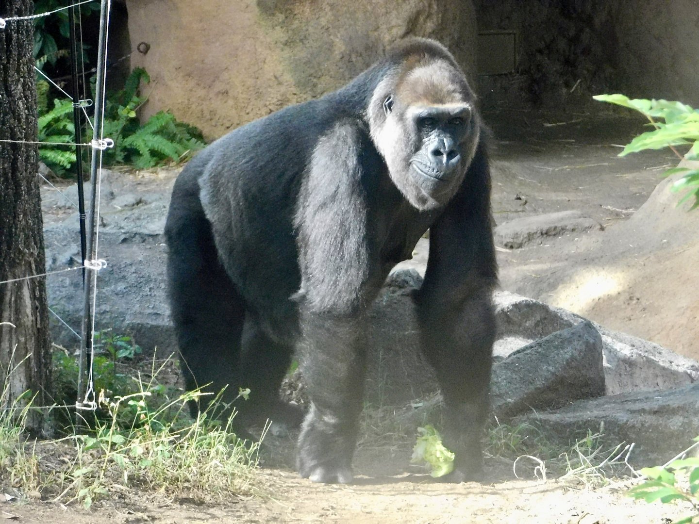 Western Lowland Gorilla (Gorilla gorilla gorilla) October 18, 2025