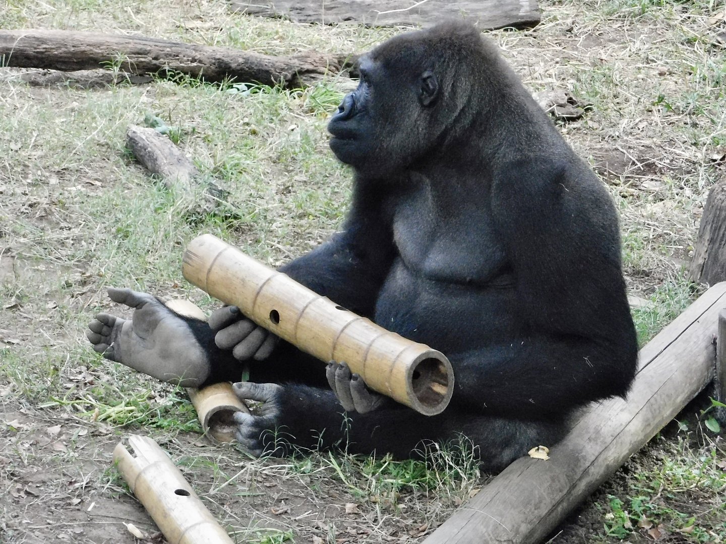 Western Lowland Gorilla (Gorilla gorilla gorilla) October 18, 2025