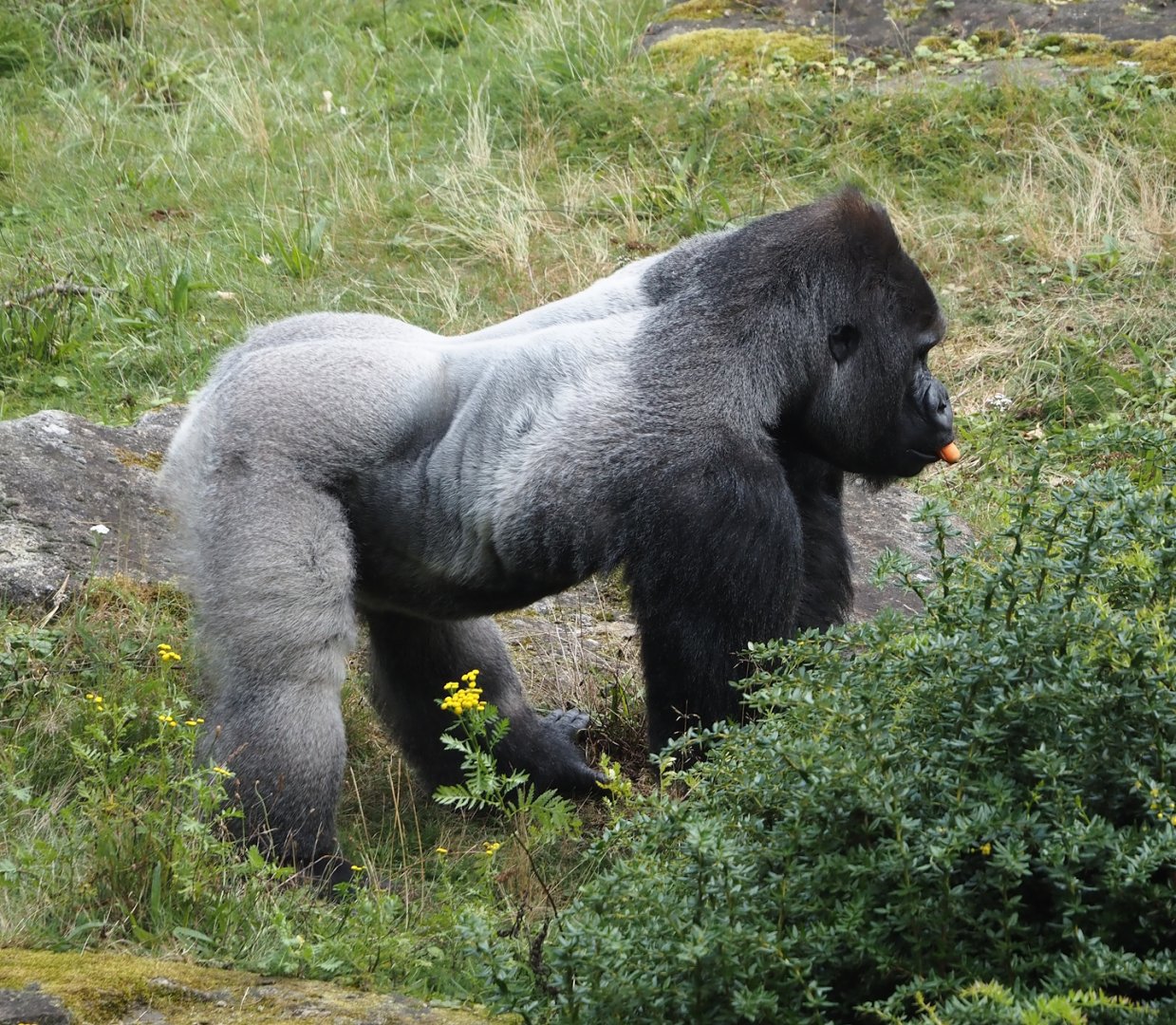 Western lowland gorilla (Gorilla gorilla gorilla) silverback Banjoko, 2024-08-18