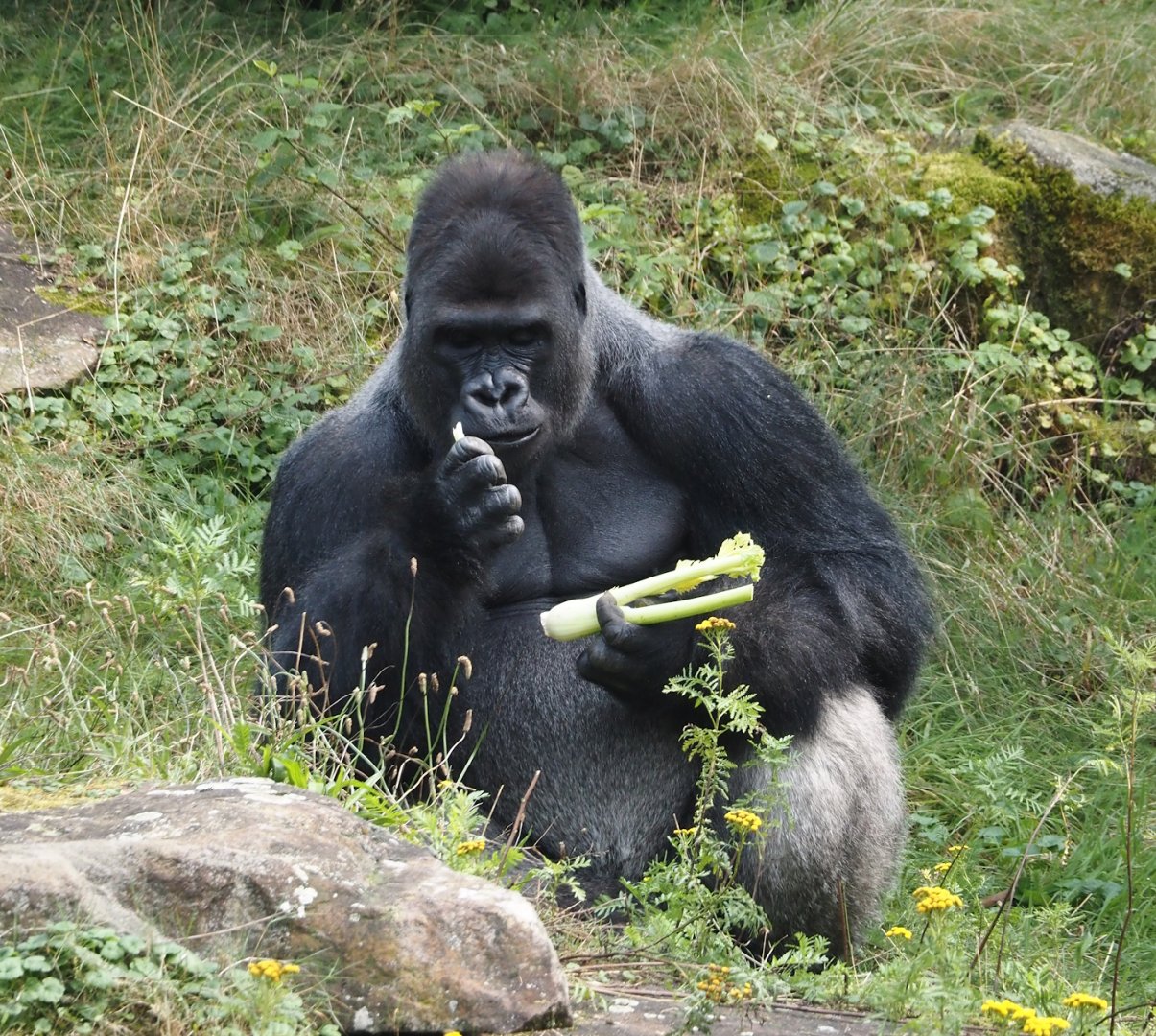 Western lowland gorilla (Gorilla gorilla gorilla) silverback Banjoko, 2024-08-18