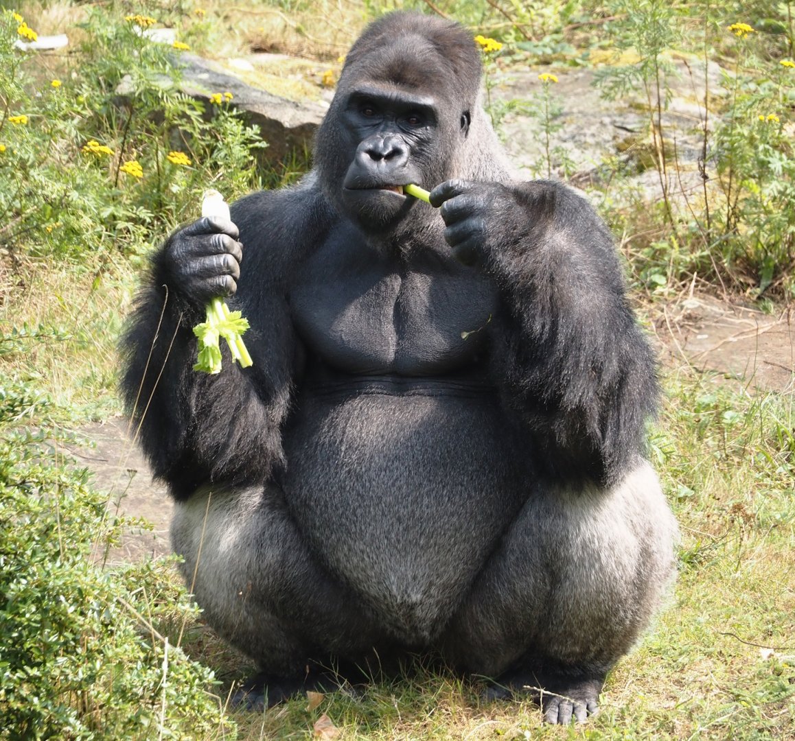 Western lowland gorilla (Gorilla gorilla gorilla) silverback Banjoko, 2024-08-18