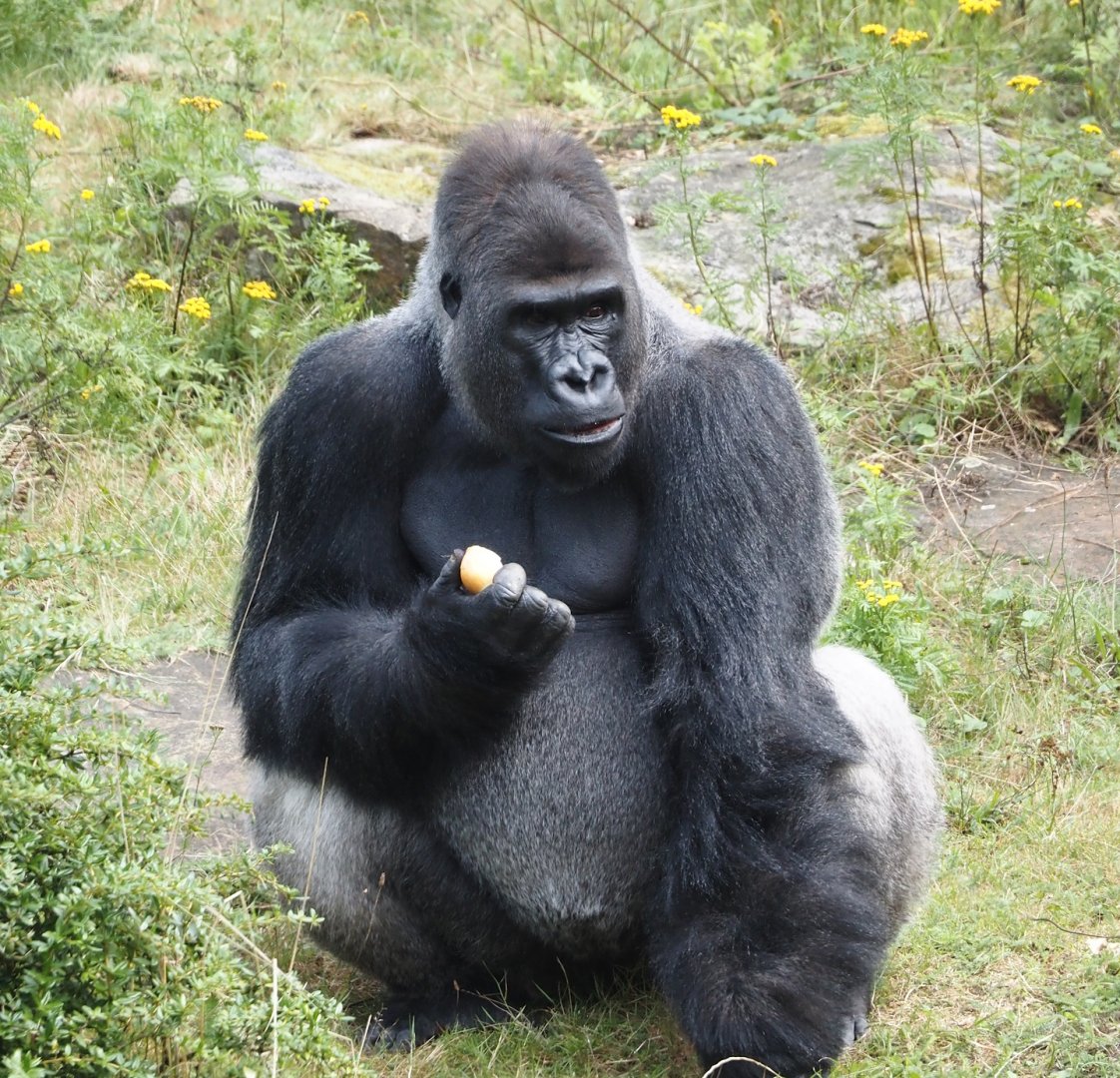 Western lowland gorilla (Gorilla gorilla gorilla) silverback Banjoko, 2024-08-18