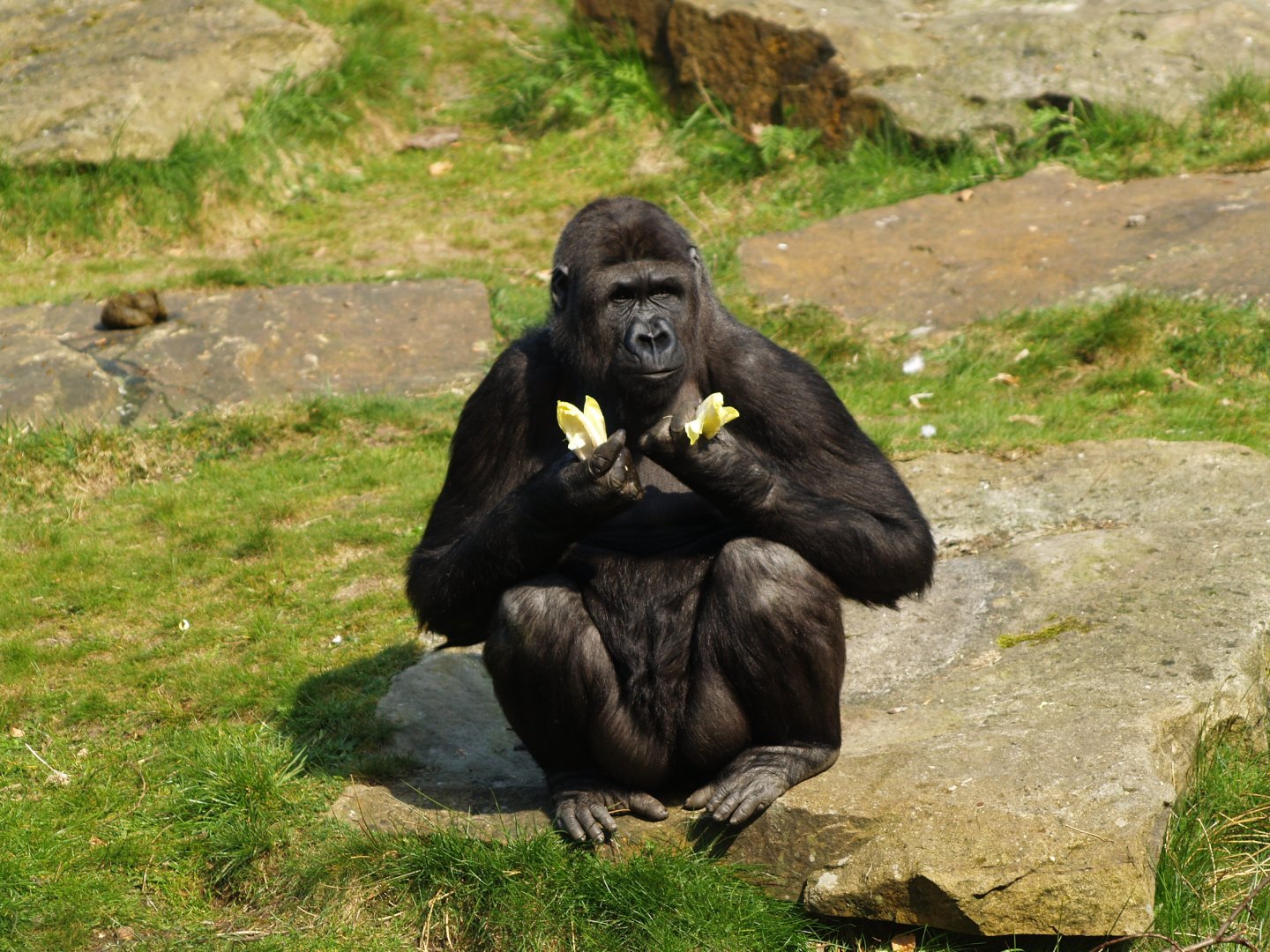 Western lowland gorilla (Gorilla gorilla gorilla) with Belgian endives