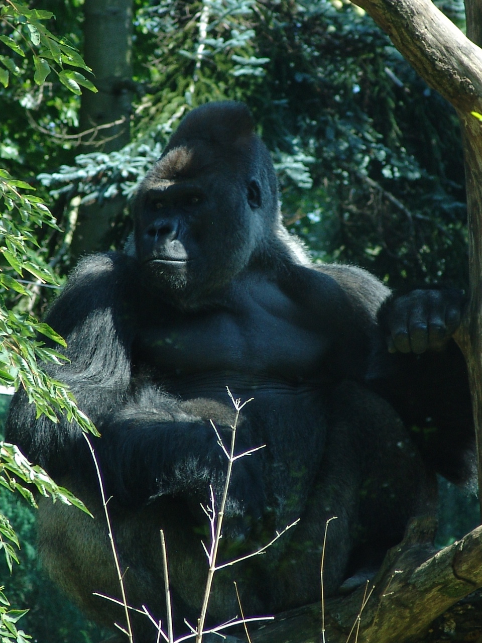 Western Lowland Gorilla (Gorilla gorilla gorilla)