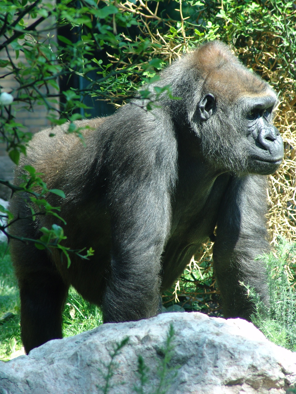 Western Lowland Gorilla (Gorilla gorilla gorilla)