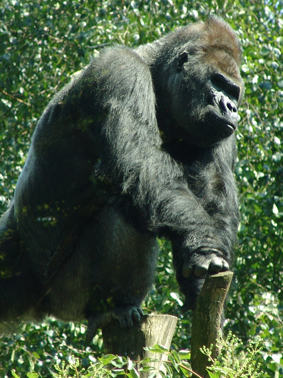 Western Lowland Gorilla (Gorilla gorilla gorilla)
