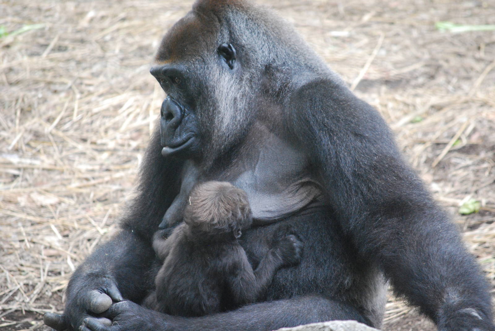 Western lowland gorilla (Gorilla gorilla gorilla)