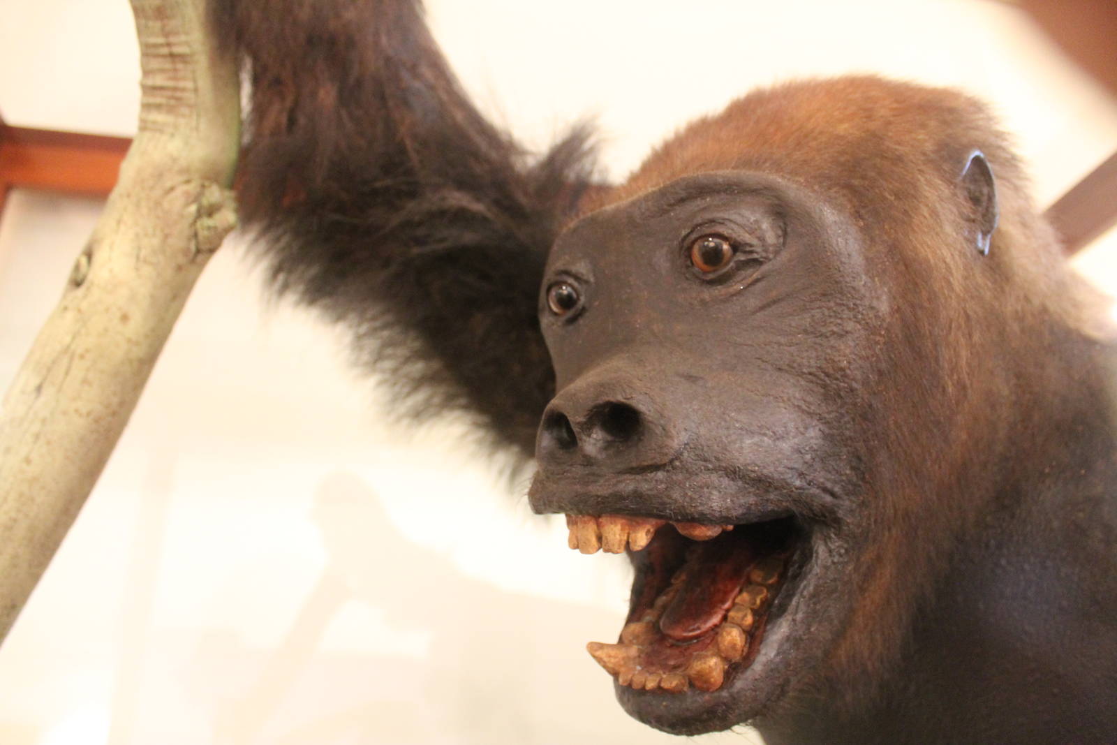 Western Lowland Gorilla (Gorilla gorilla gorilla)